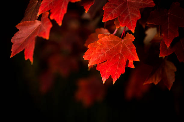深い赤のカエデの葉 - autumn leaf flash ストックフォトと画像