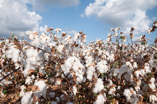Cotton Fields in picking season