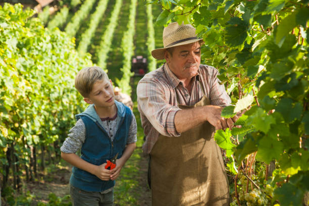 Harvesting grapes in a big family vineyard. Grandfather is teaching his grandson how to harvest grapes.