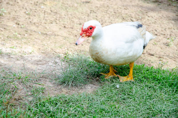 istock White Muscovy duck walking on the ground 1040505638