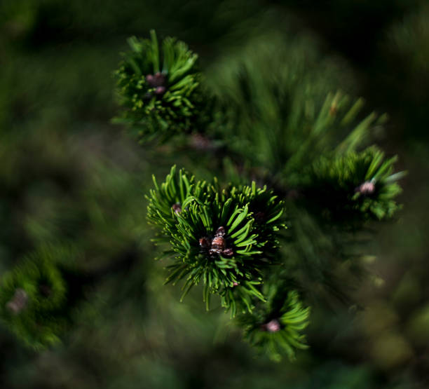istock Pine branch with small cones, green background 1040505964