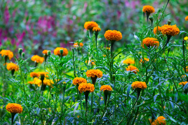 istock Marigold flower Sep 2018 New 1040509158