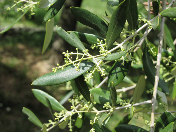 istock Flowering and fruit set in olive ( Oleaceae family ). Tuscany, Italy 1040513802