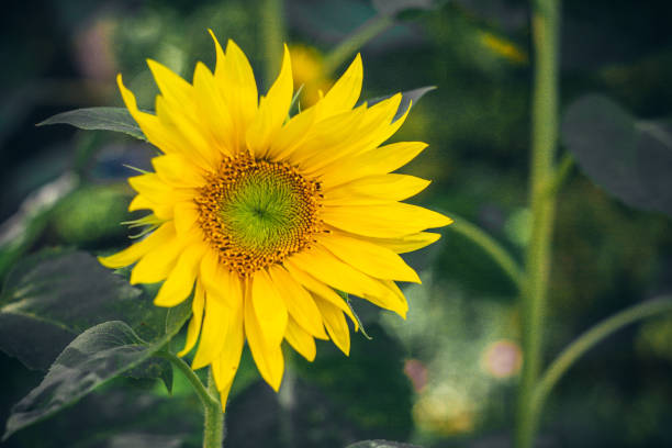 istock Bright sunflower in summer in a field in the wind 1040514216