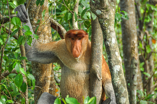 The proboscis monkey, or long-nosed monkey, is a reddish-brown arboreal Old World monkey with an unusually large nose. It is endemic to the southeast Asian island of Borneo