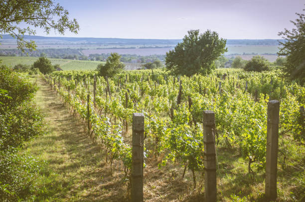 istock beautiful vineyard at sunny day 1040515000