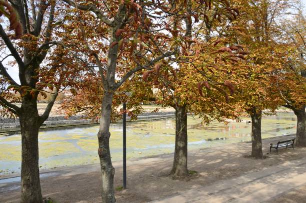 istock Trees next to lake in Copenhagen 1040515080