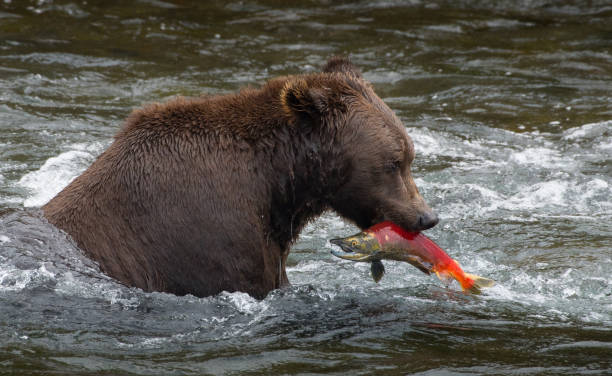 istock Alaskan Brown Bear Catching Salmon 1040515278