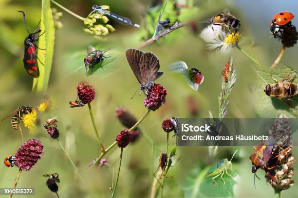 Collage Of Beautiful Different Insects As Poster Stock Photo - Download Image Now - Insect, Bee, Butterfly - Insect