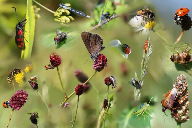 Photo of collage of beautiful different insects as poster