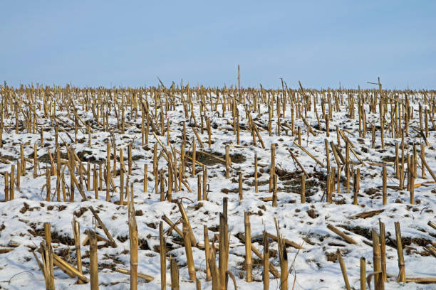 istock harvested corn field in winter with blue sky 1040515480