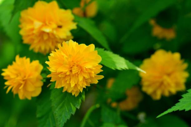 istock Kerria japonica / Japanese kerria 1040515676