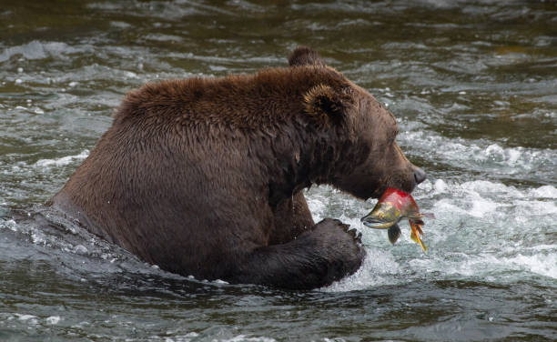 istock Alaskan Brown Bear Catching Salmon 1040516010