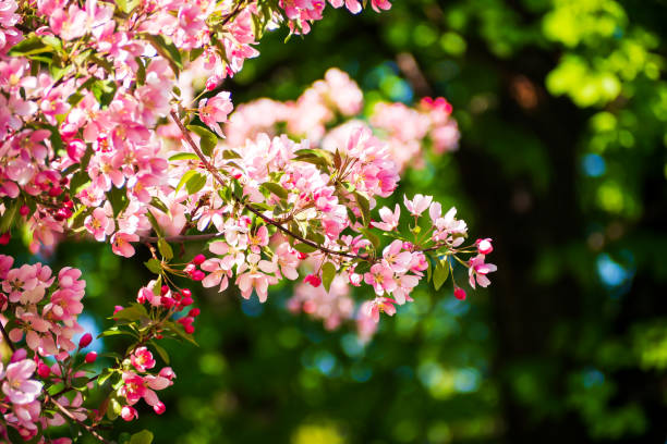 istock Pink apple flower blooming with blue sky. Natural background. 1040516164