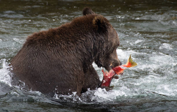 istock Alaskan Brown Bear Catching Salmon 1040518778