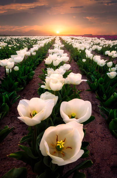 Tulip Field at Sunset, Konya, Turkey stock photo