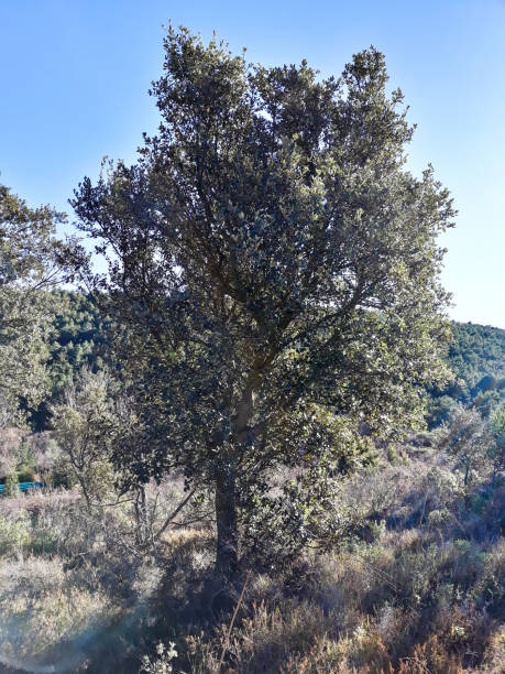 istock Holm oak in the mountain under the noon sun 1040520678