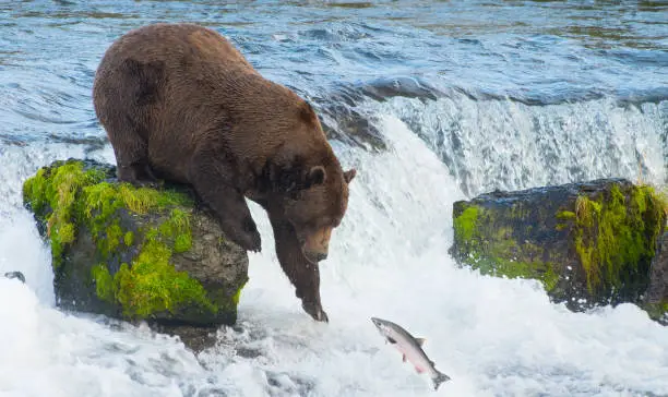 Photo of Alaskan Brown Bear Catching Salmon