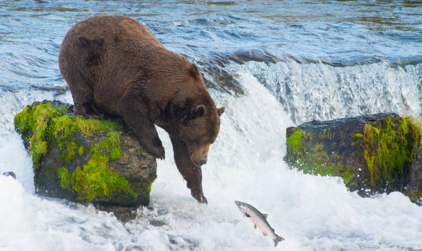 alaskan brown bear catching salmon - pink salmon imagens e fotografias de stock