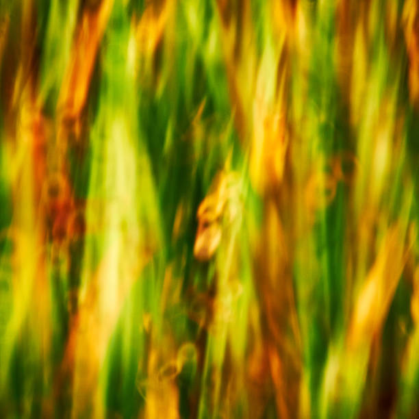 Bokeh Grass Abstract stock photo