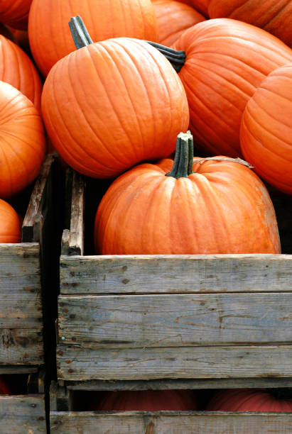 istock Pumpkins in wooden crates. 1040524064
