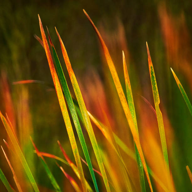 Blades of Long, Sun Stroked Grass stock photo