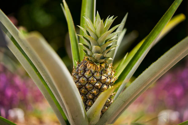 Pineapple in its Plant with a Blurry Garden Background stock photo
