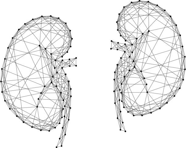 抽象的な未来的な多角形の黒い線と点から人間の体内の腎臓。ベクトルの図。 - white background concepts three dimensional shape order点のイラスト素材／クリップアート素材／マンガ素材／アイコン素材