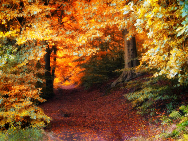 istock autumn forest pathway with golden beech trees and leaf strewn on the ground with glowing sunlit canopy 1040527668
