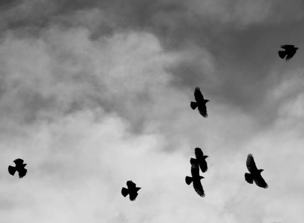 istock A group of black crows in silhouette flying under dark flying passing clouds 1040527682