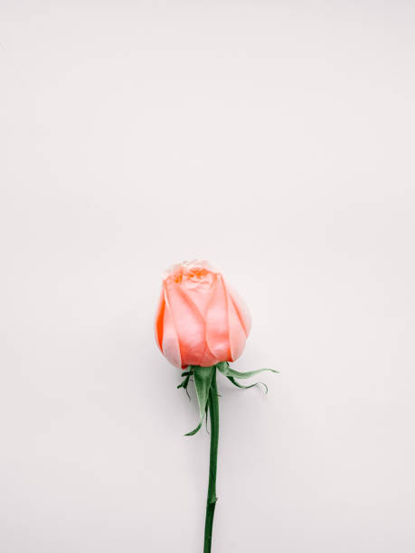 istock Rose flower in minimalistic style Top view 1040527754