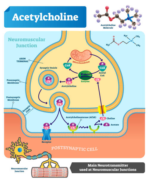 ilustraciones, imágenes clip art, dibujos animados e iconos de stock de ilustración de vector de acetilcolina. esquema de etiquetado con neurotransmisor. - acetylcholine