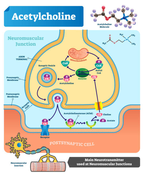 아 세 틸 콜린 벡터 일러스트입니다. 신경 전달 물질을 분류 체계입니다. - acetylcholine stock illustrations