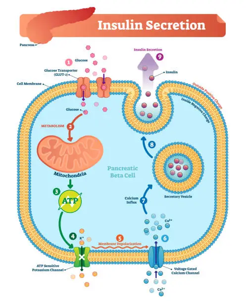 Vector illustration of Insulin secretion vector illustration. Biological pancreas function.