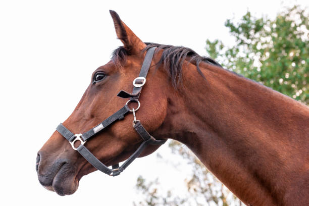 istock Brown horse profile against sky 1040527826