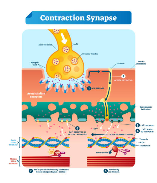 수축 시 냅 스 벡터 일러스트입니다. 레이블이 지정 된 의료 구조 체계입니다. - acetylcholine stock illustrations