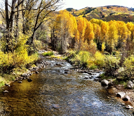 Beautiful fall colors surround the river that runs through Aspen Colorado.