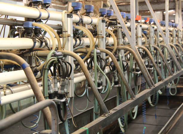 istock Farm Milking Parlour. 1040532388