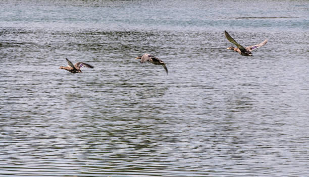 istock Three Mallard ducks in flight over a lake in Bray 1040532410