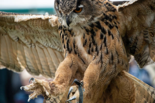 A Eurasian Eagle Owlcoming in to land during a Falconry display at a Fair A Eurasian Eagle Owl coming in to land during a Falconry display at a Fair eurasian eagle owl stock pictures, royalty-free photos & images