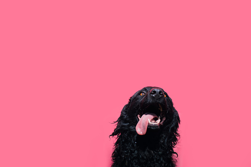 Portrait of a cute black sheepdog against a pink background