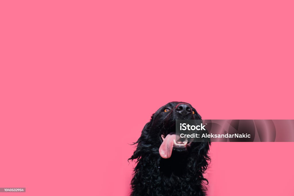 Confidence Portrait of a cute black sheepdog against a pink background Dog Stock Photo