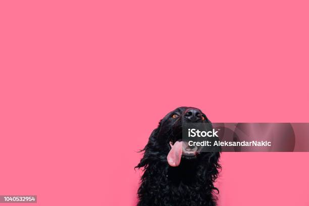 Confidence Stock Photo - Download Image Now - Dog, Colored Background, Pets