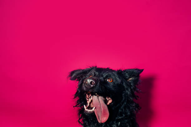 sonriente el negro pastor - dog smiling animal tongue pink fotografías e imágenes de stock