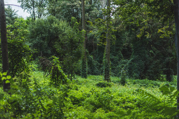 istock tranquil shot of forest with ground covered with green vine 1040536626