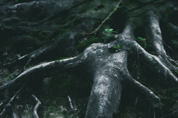 istock dramatic close-up shot of tree roots in forest 1040536644