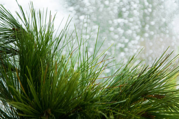 abstract blurry winter background - evergreen pine branch against shiny wet window, space for text - growth new evergreen tree pine tree imagens e fotografias de stock