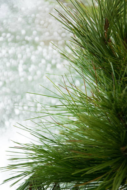 abstract blurry winter background - evergreen pine branch against shiny wet window, space for text - growth new evergreen tree pine tree imagens e fotografias de stock