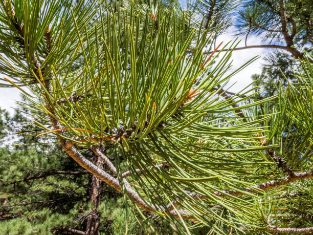 istock Close-up photo of pine branch 1040539272