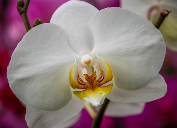 istock orchids in a botanical garden 1040539326